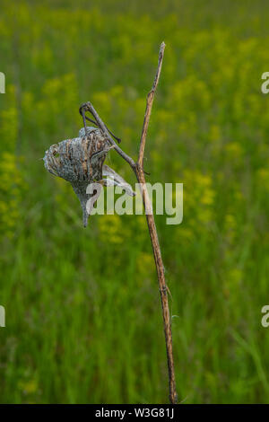 Bleibt der letzten Saison milkweed seed Pod im Gegensatz zu den späten Frühling wildflower Farben im Hintergrund an einem mittelwesten Prairie preserve Stockfoto