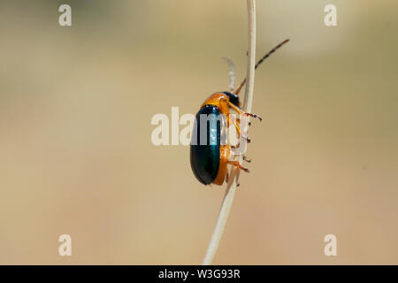 Pappel blatt Käfer, Chrysomela populi Stockfoto