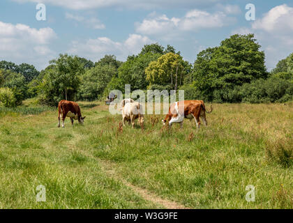 Naturschutzgebiet umliegenden Forge Mill und Bordesley Abbey in Redditch, Worcestershire. Stockfoto