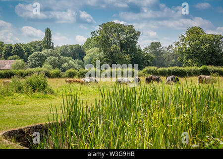 Naturschutzgebiet umliegenden Forge Mill und Bordesley Abbey in Redditch, Worcestershire. Stockfoto