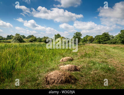 Naturschutzgebiet umliegenden Forge Mill und Bordesley Abbey in Redditch, Worcestershire. Stockfoto