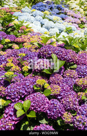 Hortensien blühen Stockfoto