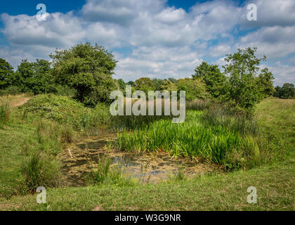 Naturschutzgebiet umliegenden Forge Mill und Bordesley Abbey in Redditch, Worcestershire. Stockfoto