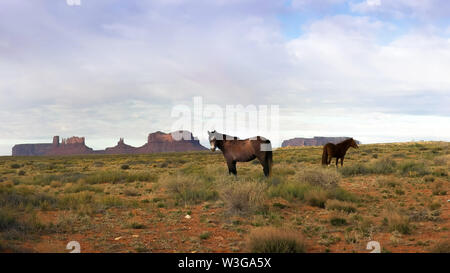 Zwei Pferde mit saddleback Mesa im Monument Valley Stockfoto