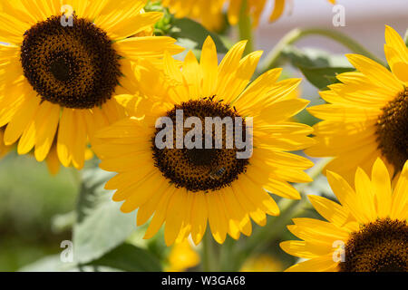 Blühende Sonnenblumen closeup, verschwommenen Hintergrund Stockfoto