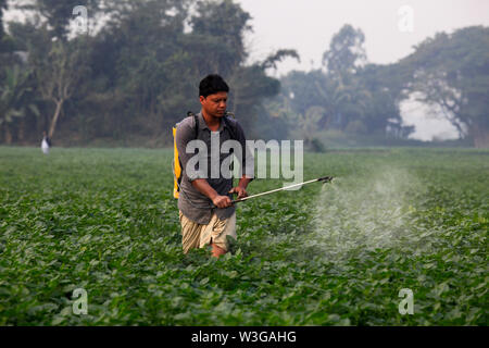 Bauer das Sprühen von Pestiziden auf dem Kartoffelacker in Munshiganj in Dhaka, Bangladesh Stockfoto