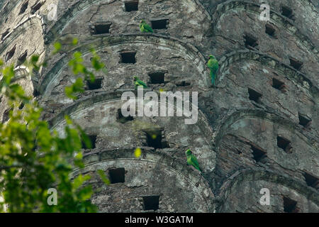 Rose-beringt Sittich, am Ort genannt Shabuj Tia hocken an der Wand des Twin-Sonarang-Tempel. Munshiganj, Bangladesch. Stockfoto