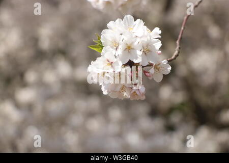 Eine schöne Gruppe aus weißen Blüten mit einem Bokeh Hintergrund. Stockfoto