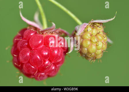 Eine rote reife und einem grünen unreifen Himbeere hängen auf einem Zweig vor einem grünen Hintergrund im Sommer Stockfoto