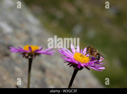 Wildlife Szene. Bestäubende Insekt auf alpine wildflower Aster Alpinus. Foto auf einer Höhe von 2500 Metern gemacht. Selektive konzentrieren. Stockfoto