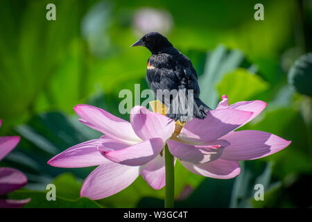 Eine Red Winged Blackbird sitzt auf einer Lotusblüte in Kenilworth Aquatic Gardens in Washington, DC. Stockfoto