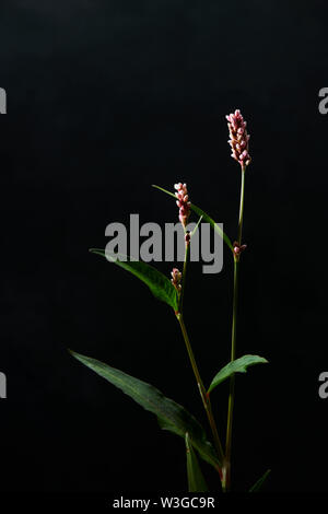 COLUMBINE Stockfoto