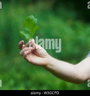 Senf Senf BLATT Stockfoto