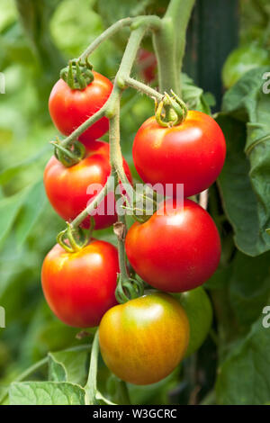 Frische, Reife, organische, Red Cherry Tomaten wachsen auf Reben in Gemüsegarten Stockfoto