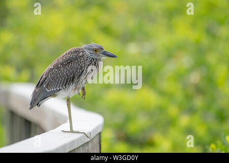 Kinder schwarz gekrönt Night Heron ruht auf einem Bein Stockfoto