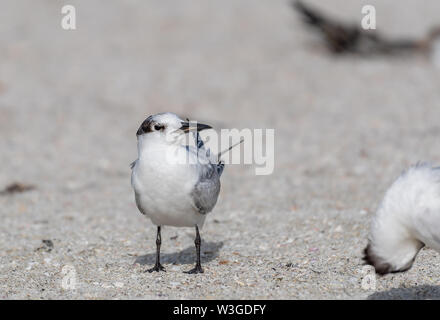 Royal tern sitzt am Strand - in der Nähe Stockfoto