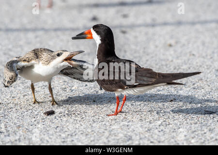 Nahaufnahme von einem schwarzen Skimmer Küken anspruchsvolle Essen Stockfoto