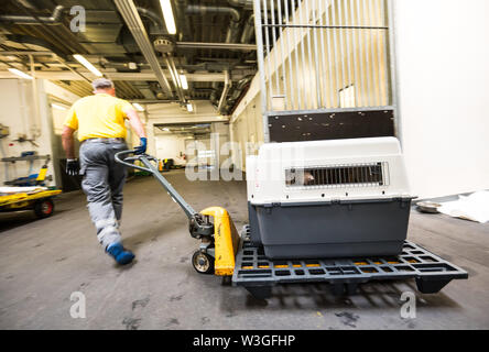 09 Juli 2019, Hessen, Frankfurt/Main: Ein Hund ist mit seinem Käfig von Enrico Ide, Freight handler Transport mit Hubwagen. Die Lufthansa Tochter "Lufthansa Cargo" der "Animal Lounge" am Flughafen in der Mainmetropole betreibt, eines der größten und modernsten Transit Stationen für Live Cargo in Europa. Foto: Andreas Arnold/dpa Stockfoto