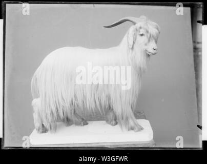 Chèvre domestique d'Angora-Fonds - Trutat MHNT. PHa.138.B 13.16. Stockfoto