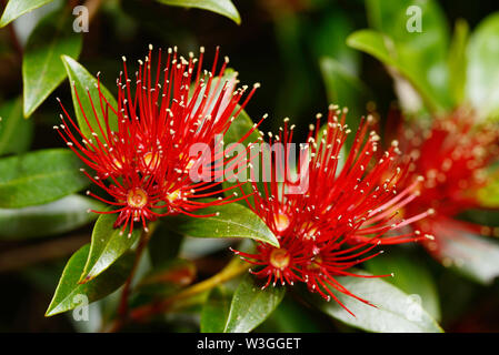 Blumen von Neuseeland Southern Rata erhellen den Tag für die Besucher der Otira Gorge in Arthurs Pass National Park, Neuseeland. Stockfoto