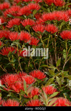 Blumen von Neuseeland Southern Rata erhellen den Tag für die Besucher der Otira Gorge in Arthurs Pass National Park, Neuseeland. Stockfoto