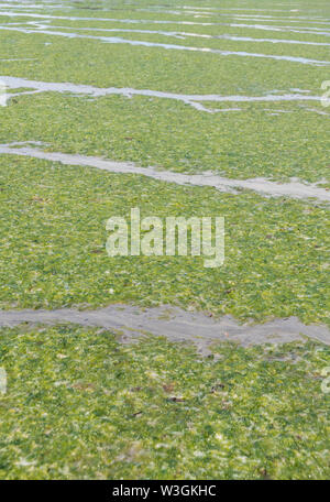 Litze grün Algen Sea Lettuce/Ulva lactuca gewaschen an Land, am Strand und im Drift Linie abgelegt. Angeschwemmte Metapher, gestrandete Konzept grüne Algen
