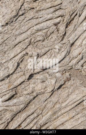 Getrocknete Kaution von Sonnengebleichten Algen Sea Lettuce/Ulva lactuca an Strand gespült und bei Drift Linie abgelegt. Seashore abstrakt, Algen Abstract Stockfoto