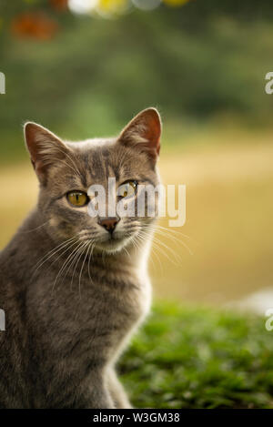 Süße Katze auf dem Gras im Freien mit Hintergrundbeleuchtung Stockfoto