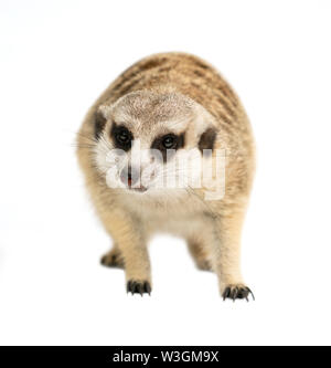 Süße Erdmännchen (Suricata suricatta) auf weißem Hintergrund Stockfoto