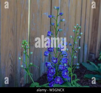 Blauer Rittersporn im Garten Stockfoto