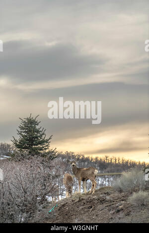 Grau die Hirsche in der Wüste mit einem glänzenden See und bewölkter Himmel im Hintergrund. Koniferen und Bäume mit blattlosen Zweige können auch in der gesehen werden Stockfoto