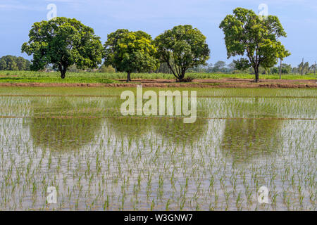 Schönen grünen jungen Rohreis Feld mit Wasser und breiten Sommerhimmel, Mango Baum im Hintergrund. Stockfoto