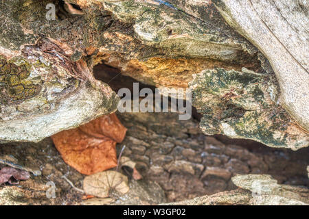 Dieses einzigartige Foto zeigt das Innere einer morschen Baum. Das Bild war auf den Malediven genommen Stockfoto