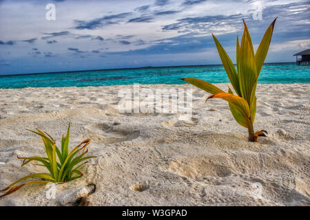 Dieses einzigartige Bild zeigt eine wilde kleine Pflanze mit üppigen, grünen Blätter an den Strand der Malediven und im Hintergrund den Indischen Ozean sehen können Stockfoto