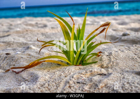 Dieses einzigartige Bild zeigt eine wilde kleine Pflanze mit üppigen, grünen Blätter an den Strand der Malediven und im Hintergrund den Indischen Ozean sehen können Stockfoto