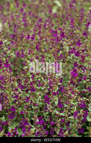 Cuphea Aequipetala lila Blume Blume Blüte mehrjährige immergrüne