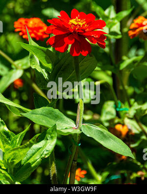 Nahaufnahme von roten Zinnien mit hellgrünen Blätter wachsen in einem Garten. Zinnia ist eine Gattung der Pflanzen der Sonnenblume Stamm innerhalb der Familie. Stockfoto