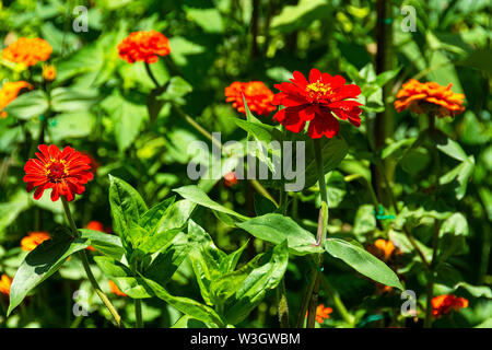 Nahaufnahme von roten Zinnien mit hellgrünen Blätter wachsen in einem Garten. Zinnia ist eine Gattung der Pflanzen der Sonnenblume Stamm innerhalb der Familie. Stockfoto