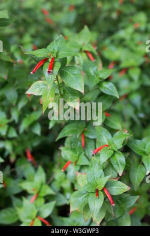 Cuphea pratensis, auch als Feuerwerkskörper Werk bekannt. Stockfoto