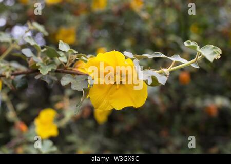 Fremontodendron "California Herrlichkeit" Blumen. Stockfoto