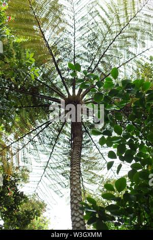 Ansicht von unten, eine Cyathea cooperi, auch bekannt als die Australische Baumfarn. Stockfoto