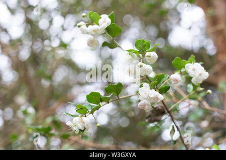 Blüten auf einer Luma apiculata Die chilenische Myrte Baum. Stockfoto