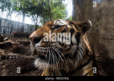 Up close with a captive Amur tiger, also known as the Siberian tiger, at the Indianapolis Zoo. Stockfoto