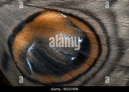 Eule moth Wings Skala closeup in Thane, Maharashtra, Indien Stockfoto