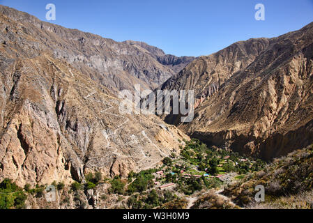 Sangalle Oase im Colca Canyon, Peru Stockfoto
