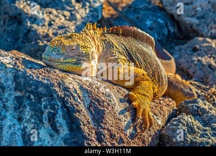 In der Nähe der Galapagos land Iguana (Conolophus subcristatus) auf South Plaza Insel bei Sonnenuntergang, Galapagos Islands National Park, Ecuador. Stockfoto