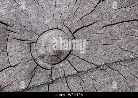 Close-up Grau trockenen Baum Stamm, Äste Textur Stockfoto