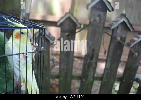 Vogel im Käfig Stockfoto