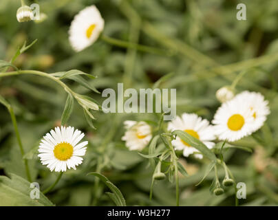 Kleine weiße Daisy Flowers, wild Wachsenden Stockfoto