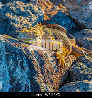 Platz Foto einer Galapagos land Iguana (Conolophus subcristatus) auf South Plaza Insel bei Sonnenuntergang, Galapagos Islands National Park, Ecuador. Stockfoto